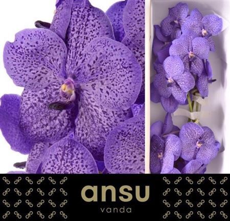 Vanda Su Lavender Sprinkles