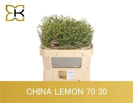 Lim Sin China Lemon
