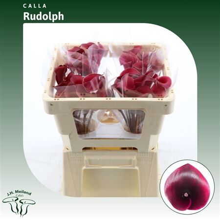 Zant Rudolph