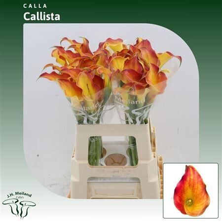 Zant Callista