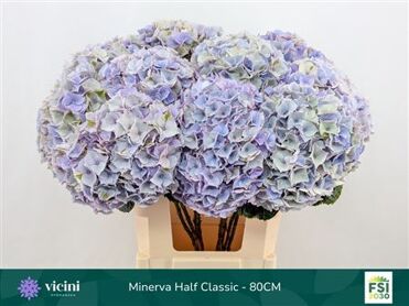 Hydr M My Minerva Cl