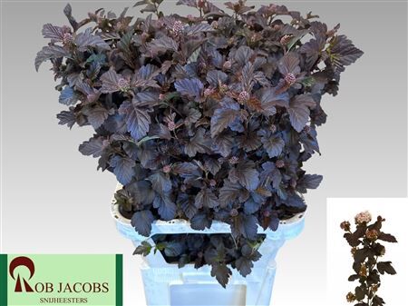 Physocarpus Op Diabolo