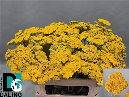 Achillea F Park Variety