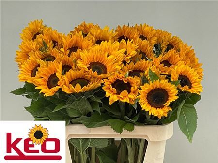 Helianthus Sunrich Orange
