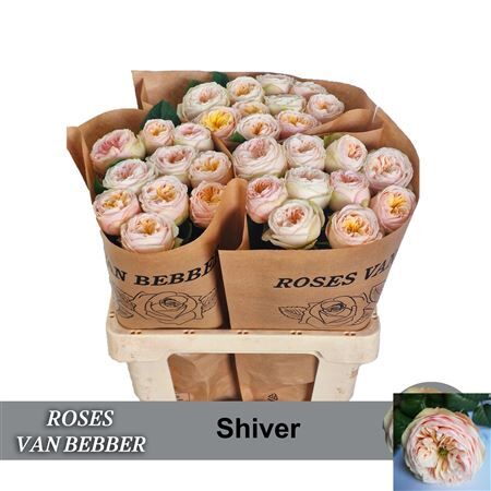 R Bu Shiver
