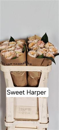 R Bu Sweet Harper