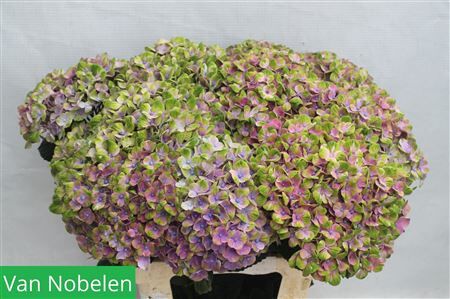 Hydr M Mag Coral Milka Groen