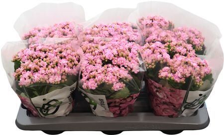 Kalan Gev Roze Mf Lillian