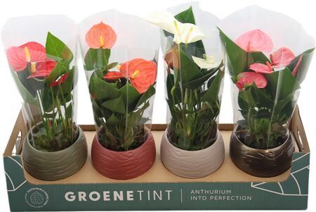 Anthu An Gemengd Keramiek Bolpot