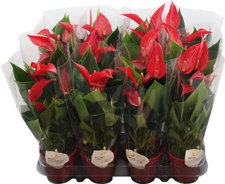 Anthu An Lilli Red