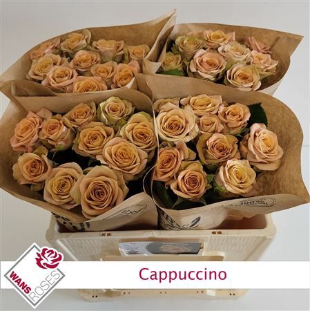 R Bu Cappuccino