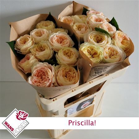 R Bu Priscilla