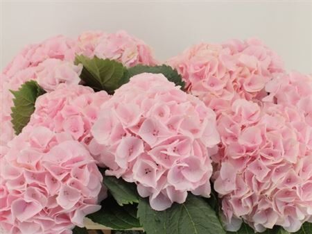 Hydr M My Pink Touch Rz