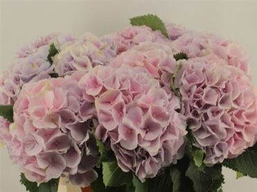 Hydr M Ch Verena