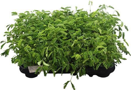 Mimosa Pudica