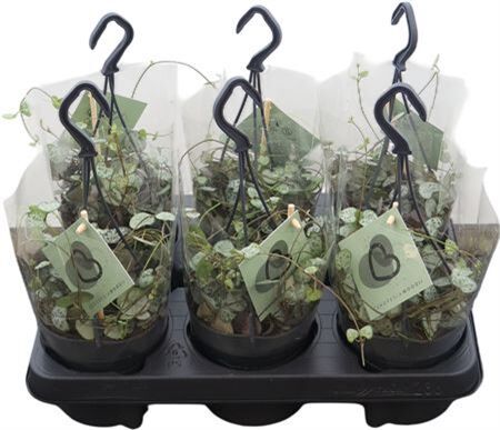 Ceropegia Woodii Hangpot