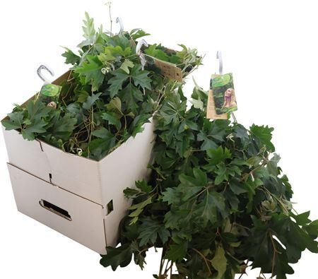 Cissus Ellen Danica Hangpot