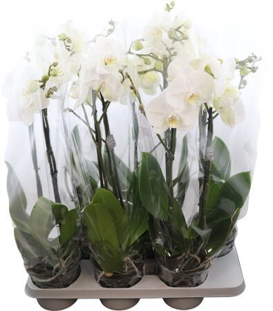 Phal King White 2 Tak X L