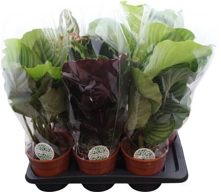 Calathea Gemengd