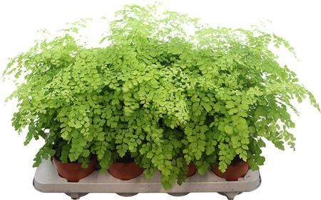 Adiantum Fragrans