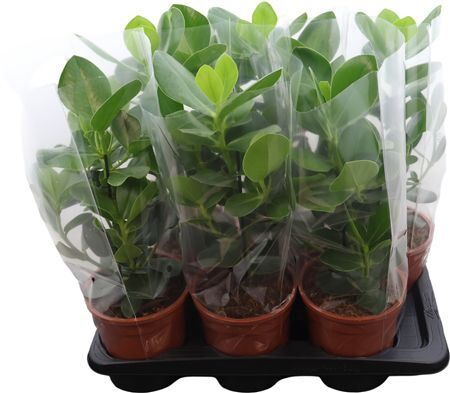 Clusia Rosea Princess
