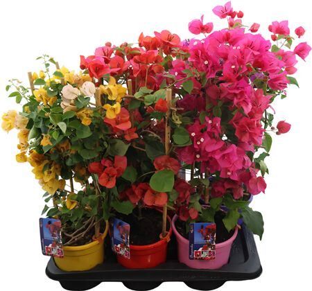 Bougainv Dania Gemengd Boog
