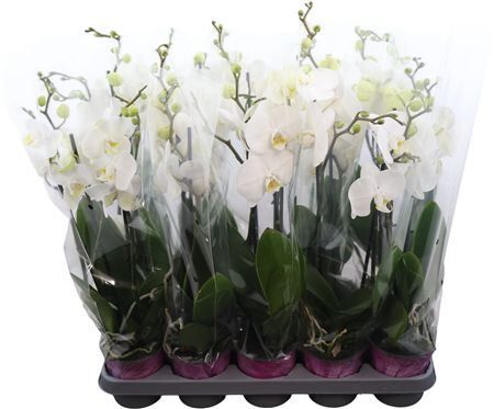 Phal Wit 2 Tak 16+ Piko Plant