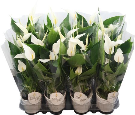 Anthu An Lilli White