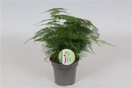 Asparagus Plumosus