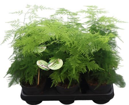 Asparagus Plumosus