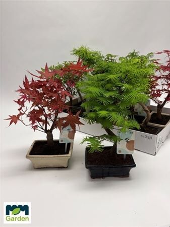 Bonsai (outdoor) Gemengd