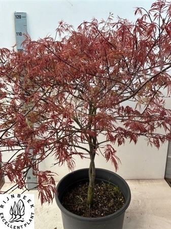 Acer Pa Garnet Xxl