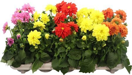 Dahlia Gemengd Dahliette