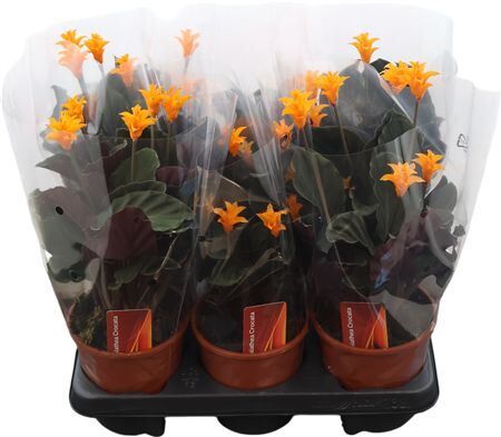 Calathea Crocata 5+