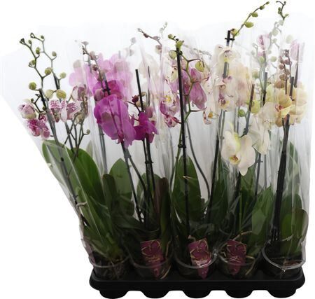 Phal Gem 2 Tak 16+