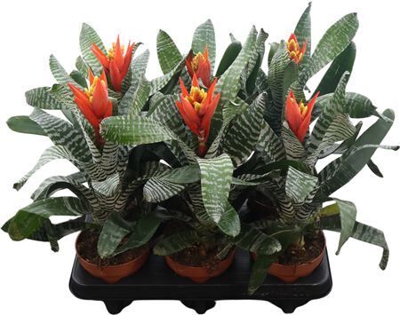 Aechmea Chantinii Rebecca