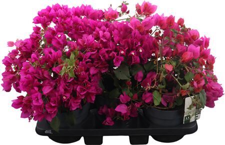 Bougainv Sanderiana Bush