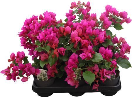 Bougainvillea Sanderiana 10,5cm