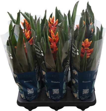 Aech Pe Elegant Flame