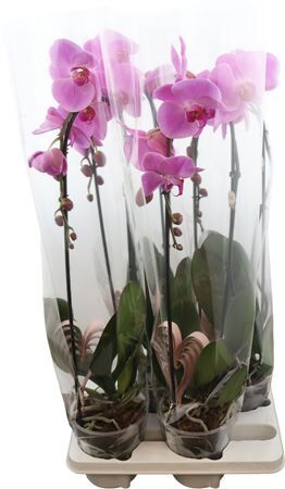 Phal Cas Roze 1 Tak Xl