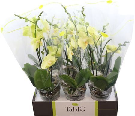 Phal Tablo Limoncello 2 Tak