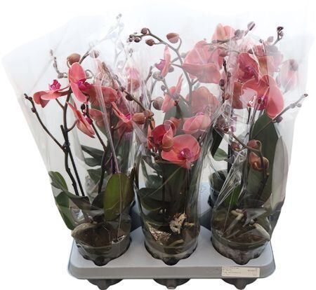 Phal Spritz 2 Tak (bo)