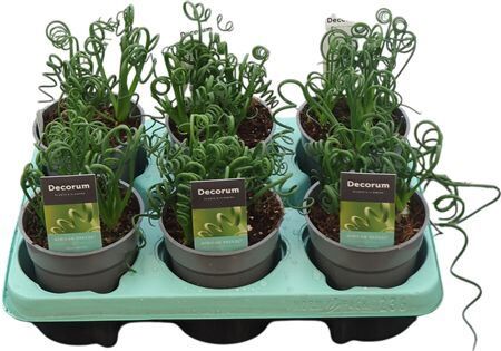 Albuca Spiralis Frizzle Sizzle