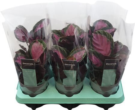 Calathea Rosy Roseo Picta