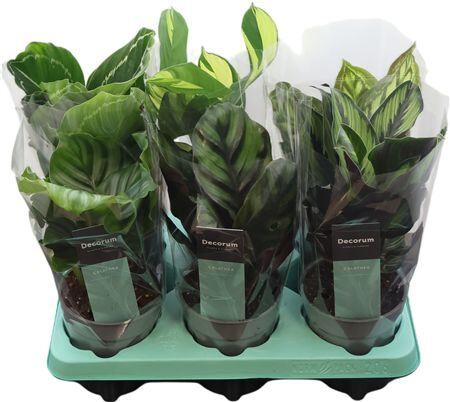 Calathea Gemengd