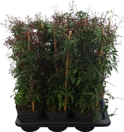 Jasm Polyanthum Rz