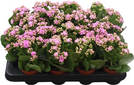 Kal Ge Zeta Lilac
