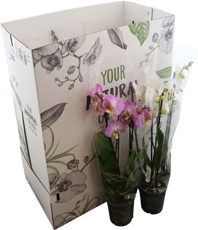 Phal Gemengd 3 Tak Your Natural Orchid