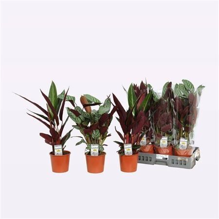 Calathea Gemengd