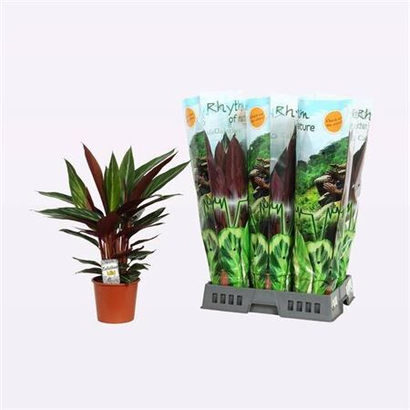 Calathea Stripestar